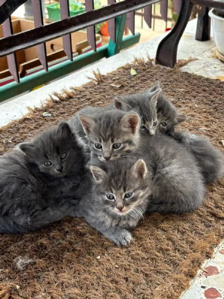 Cuccioli di gatto cercano casa