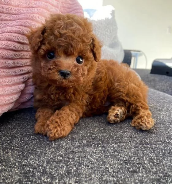 cuccioli barboncini toy piccoli ! | Foto 0