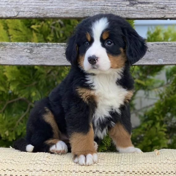 cuccioli bovaro del bernese in regalo