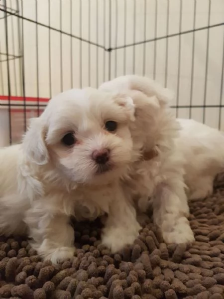 maltese mini toy!