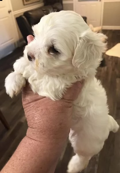 cuccioli maltesi maschio e femmina!! | Foto 0