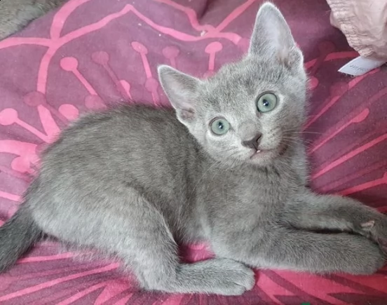 cuccioli di blue di russia gattini