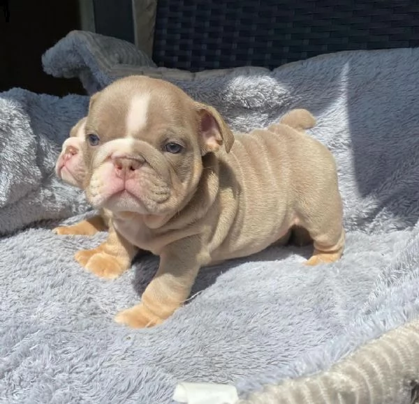 cuccioli di bulldog inglese in adozione