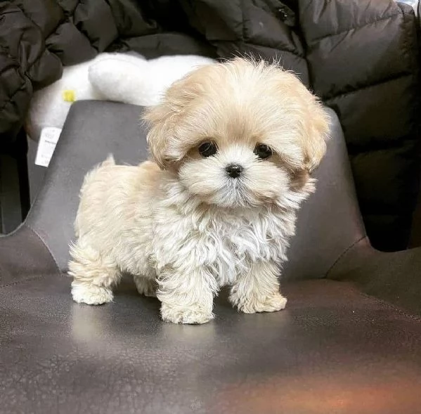 cuccioli di maltipoo in adozione