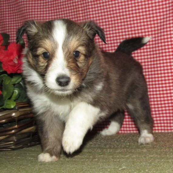 regalo cuccioli di shetland sheepdog