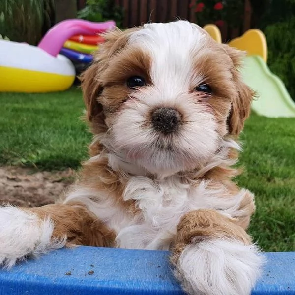 havanese 