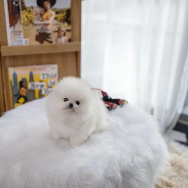 dolci cuccioli di pomerania (+393509706299)