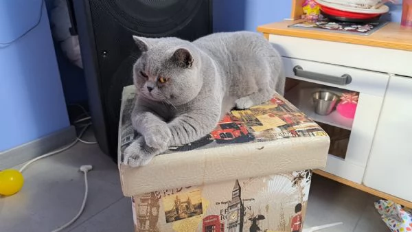 Vendesi esemplare di gatto British Shorthair BLU | Foto 3