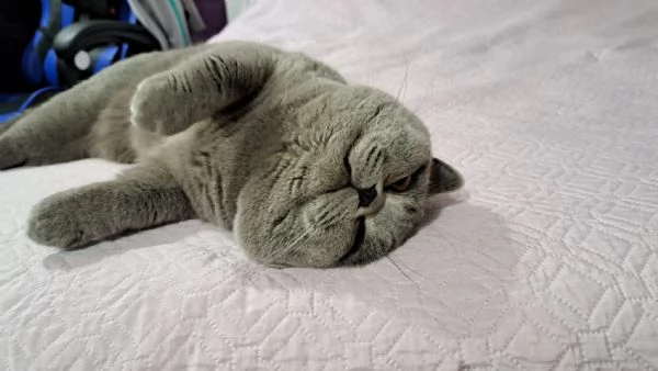 Vendesi esemplare di gatto British Shorthair BLU | Foto 2