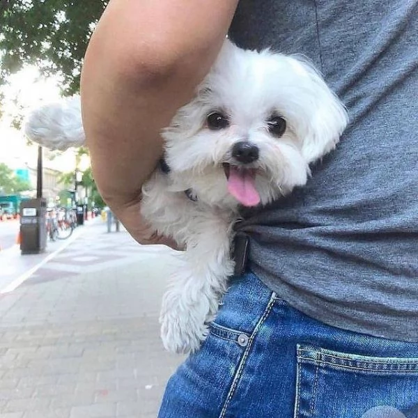 maltese bianco puro pronto per la nuova casa maschio e femmina