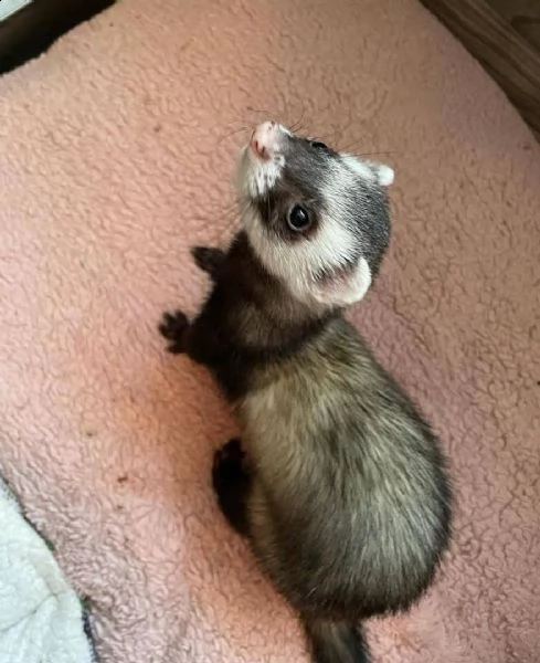 cuccioli di furetti in adozione