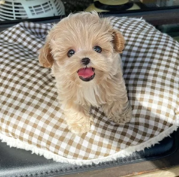 cuccioli di maltipoo in adozione