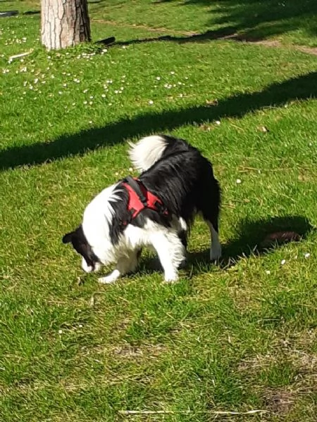 cerco femmina border collie per accoppiamento | Foto 1