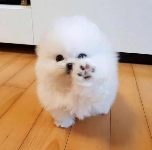 cuccioli di super pomerania (+393509706299)