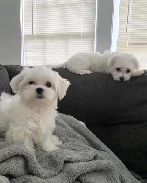 bellissimi cuccioli di maltese (+393509706299)