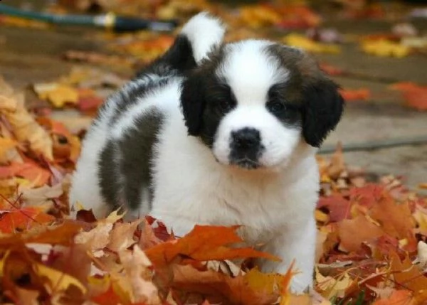 regalo adorabili cuccioli san bernardo femminucce e maschietti gratuita i cuccioli sono vaccinati sv