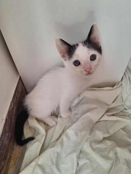 Cuccioli gatto | Foto 0