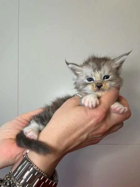 Cuccioli di Maine coons  | Foto 6