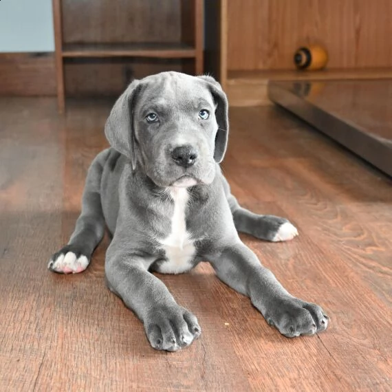 regalo adorabili cuccioli alano femminucce e maschietti