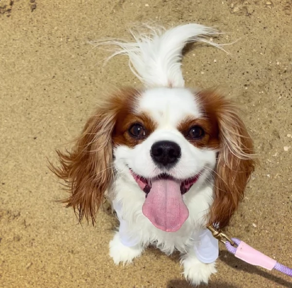 regalo cuccioli di razza cavalier king consegna con il libretto sanitario,  il michrochip, vaccinati