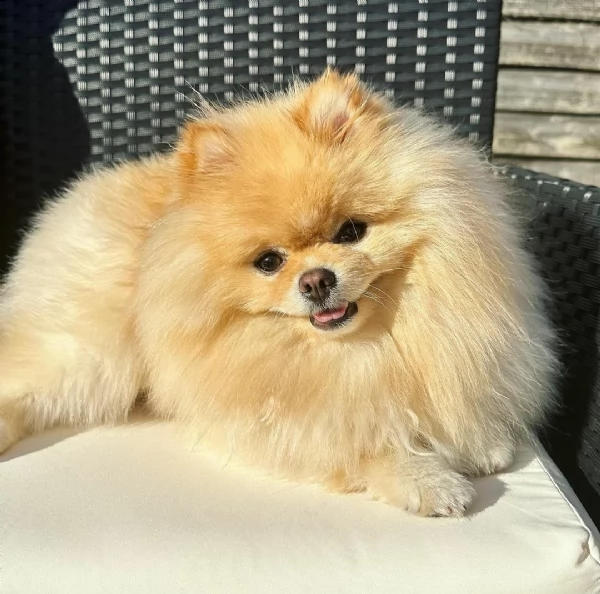 cucciolo di pomerania di piccola taglia (papà 2kg e mamma 2,5kg) disponibile da subito, nato il 23 g