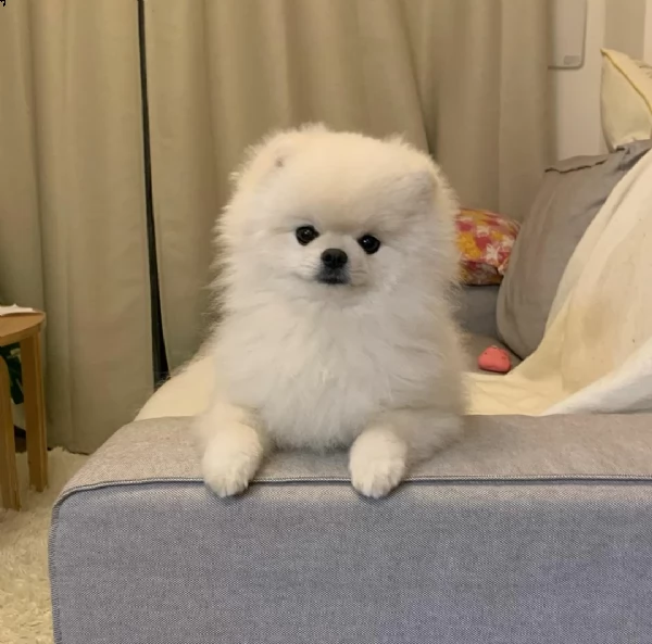 molto urgente !!! regalo pomeranian cuccioli belli e simpatici. maschio e femmina pronti per una cas