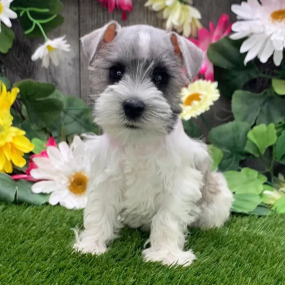 regalo adorabili cuccioli schnauzer femminucce e maschietti disponibili