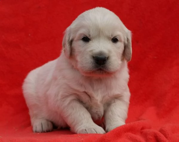 cuccioli di golden retriever!!!