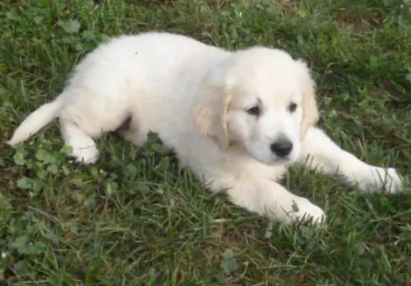 cuccioli di golden retriever bianchi!! | Foto 0