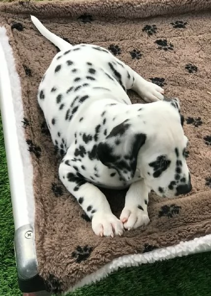 meravigliosa cucciolata di dalmata | Foto 0