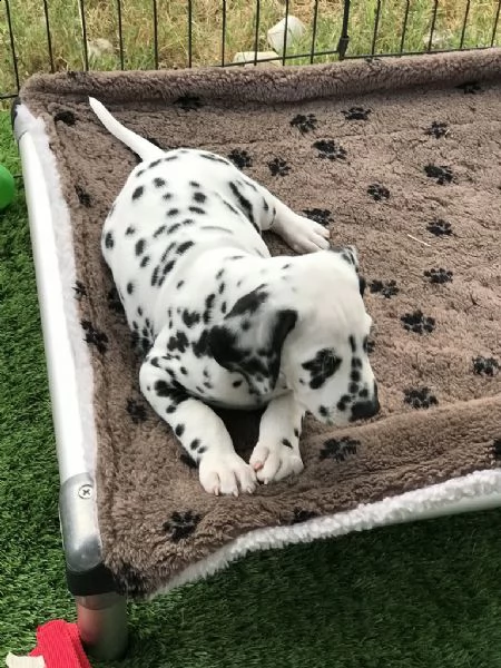 meravigliosa cucciolata di dalmata