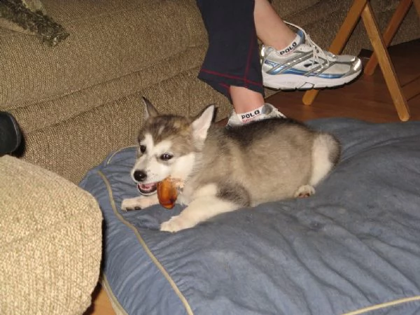 cuccioli di alaskan malamute