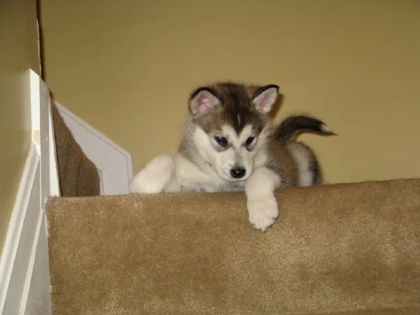 cuccioli di alaskan malamute | Foto 0