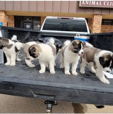  cuccioli di akita sono ora disponibili per la vendita