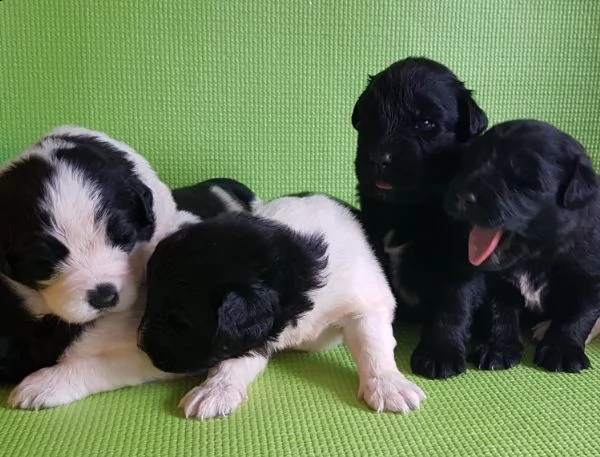 regalo adorabili cuccioli schnauzer femminucce e maschietti disponibili