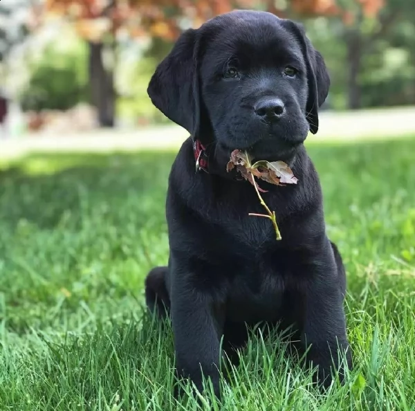 regalo bello labrador cuccioli maschi e femmine bello labrador , maschio e femmina, sverminato, con 