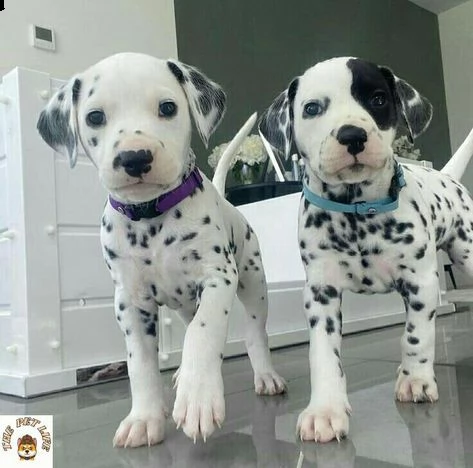 bellissimi cuccioli di dalmata 