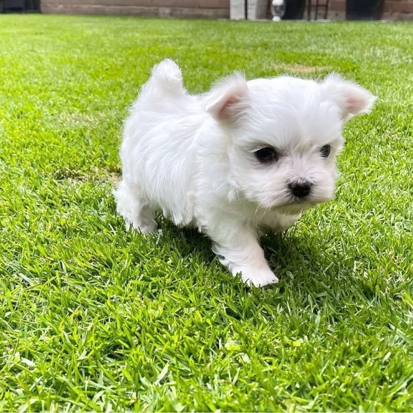 adorabili cuccioli maltesi eccezionali