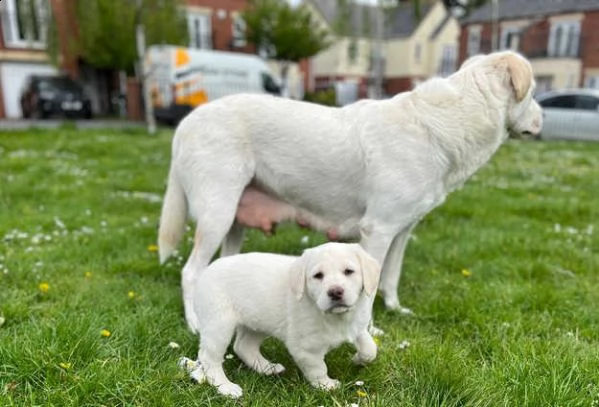 bellissimo labrador | Foto 0