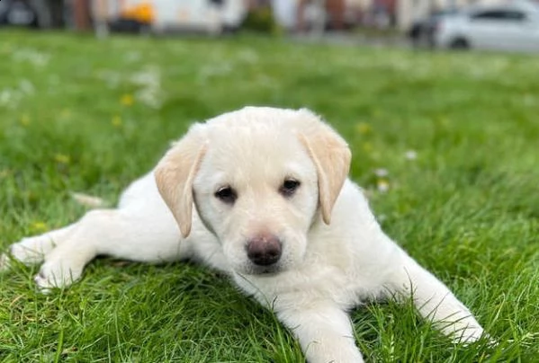 bellissimo labrador