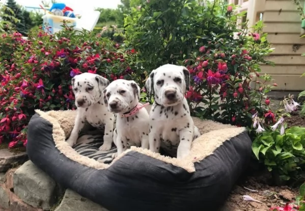 bellissimi cuccioli di dalmata | Foto 0