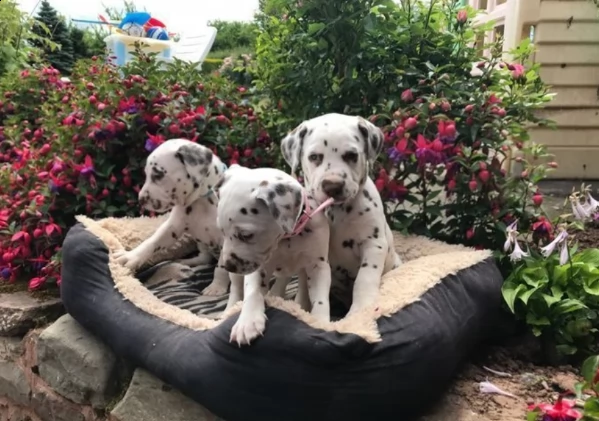 bellissimi cuccioli di dalmata