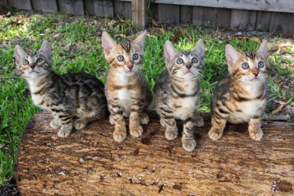 migliori gattini bengala maschi e femmine