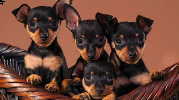 simpatici e adorabili cuccioli di pinscher in adozione