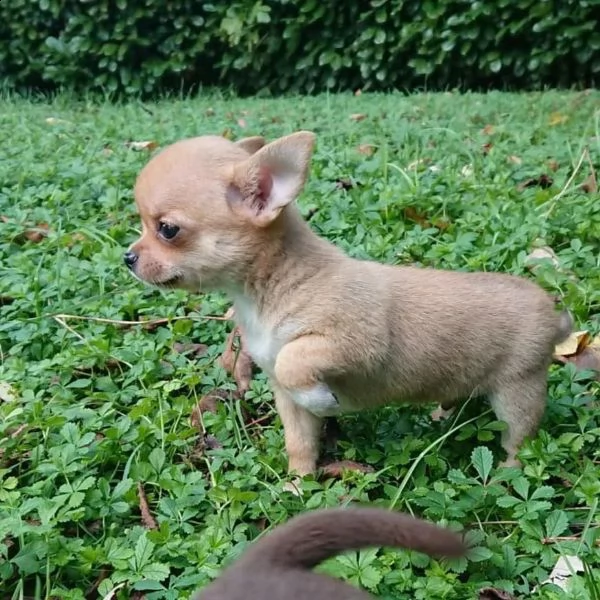 regala cuccioli di chihuahua