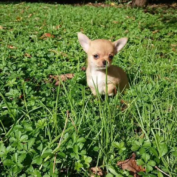 regala cuccioli di chihuahua.. | Foto 0