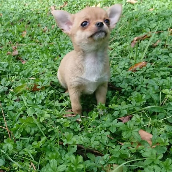 regala cuccioli di chihuahua..