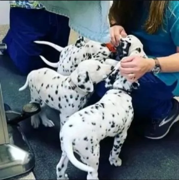 cuccioli di dalmata | Foto 3