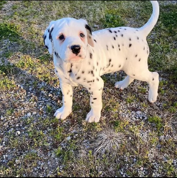 cuccioli di dalmata | Foto 2