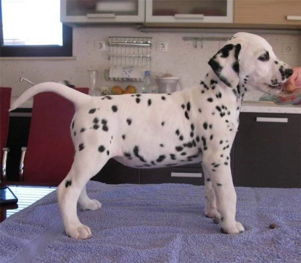 cuccioli di dalmata | Foto 1